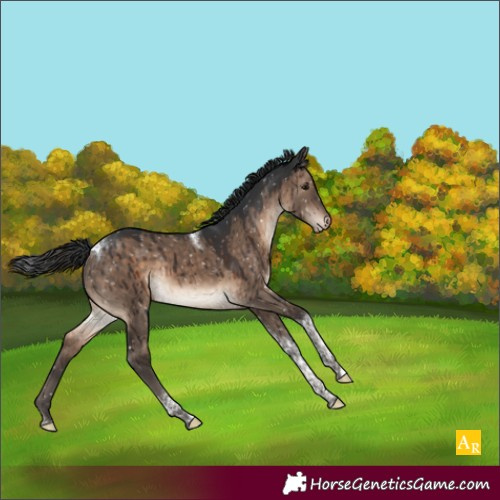 Horse Color:Brown Dun Tobiano Appaloosa Brindle 