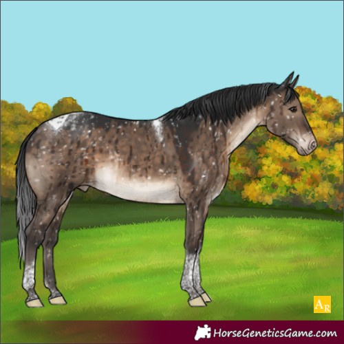 Horse Color:Brown Dun Tobiano Appaloosa Brindle 