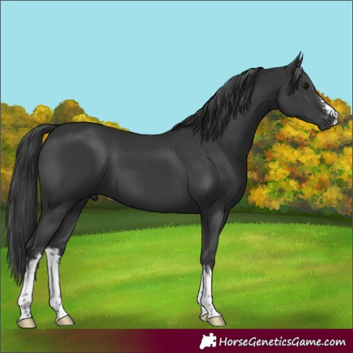 Horse Color:White Spotted Black 