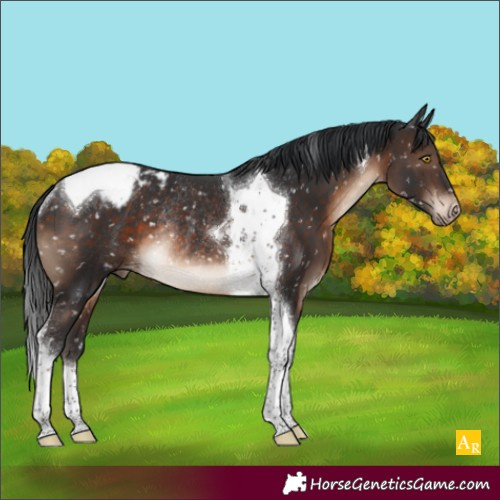 Horse Color:Brown Tobiano Appaloosa Rabicano 