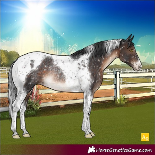 Horse Color:Brown Tobiano Appaloosa Rabicano 