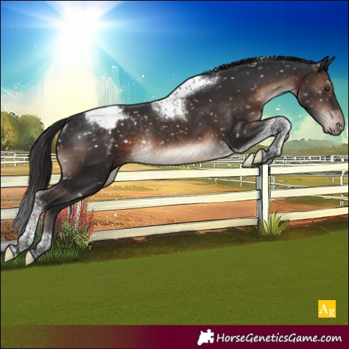 Horse Color:Brown Mushroom Tobiano Appaloosa Rabicano