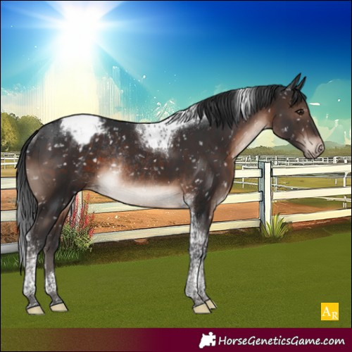Horse Color:Brown Mushroom Tobiano Appaloosa Rabicano 