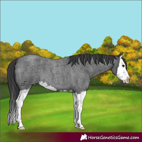 Horse Color:Blue Roan Splash 