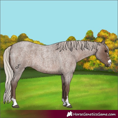 Horse Color:Silver Blue Roan 