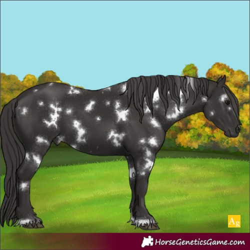 Horse Color:White Spotted Smoky Black 