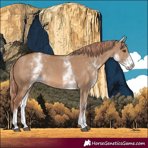 Horse Color:White Spotted Red Dun Rabicano