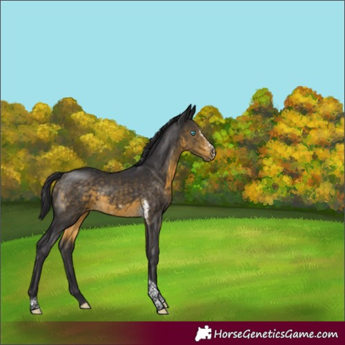 Horse Color:Buckskin Tobiano Frame 