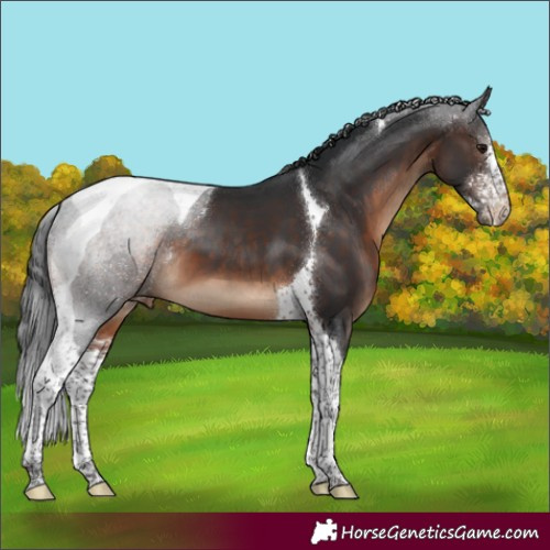 Horse Color:Brown Sabino Tobiano Appaloosa