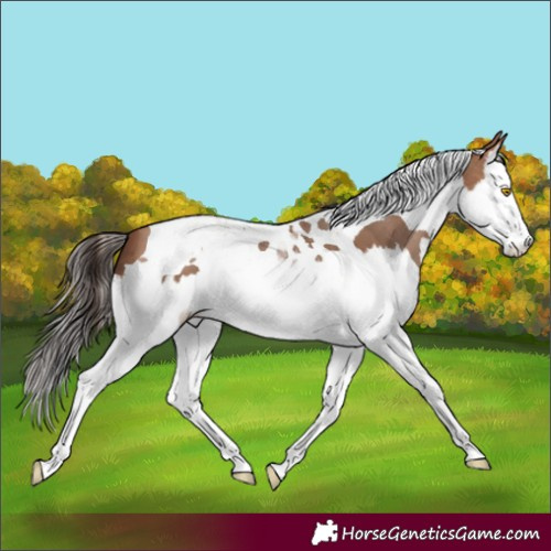 Horse Color:Sable Champagne Splash Tobiano 