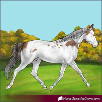 Horse Color:Sable Champagne Splash Tobiano