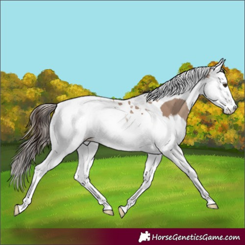 Horse Color:Classic Champagne Splash Tobiano 
