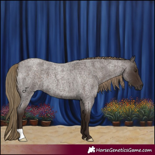 Horse Color:Liver Red Roan