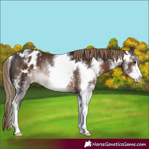 Horse Color:Liver Chestnut Sabino Appaloosa Rabicano