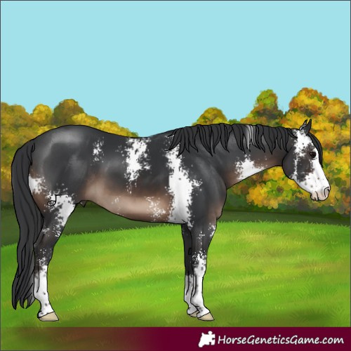 Horse Color:Brown Sabino 