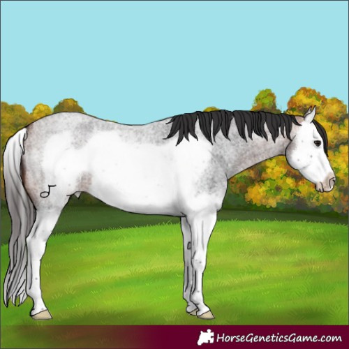 Horse Color:Bay Roan Splash Frame 