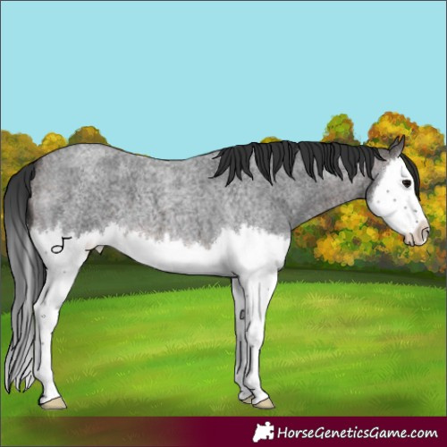 Horse Color:Brown Roan Splash 