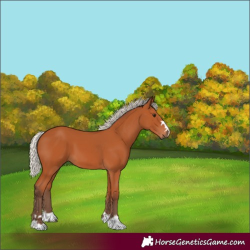 Horse Color:Silver Bay 