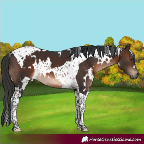 Horse Color:White Spotted Brown Mushroom Tobiano