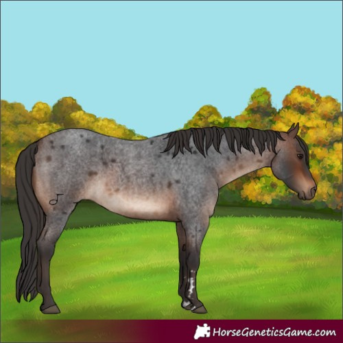 Horse Color:Brown Roan 