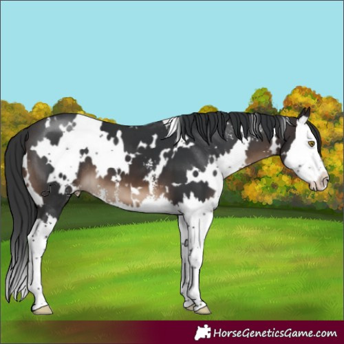 Horse Color:White Spotted Brown Sabino Splash