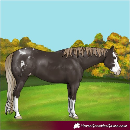 Horse Color:Liver Chestnut Splash Appaloosa 