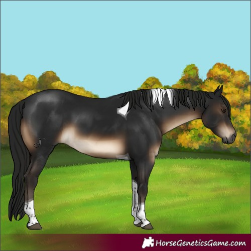 Horse Color:Gray Brown Tobiano 