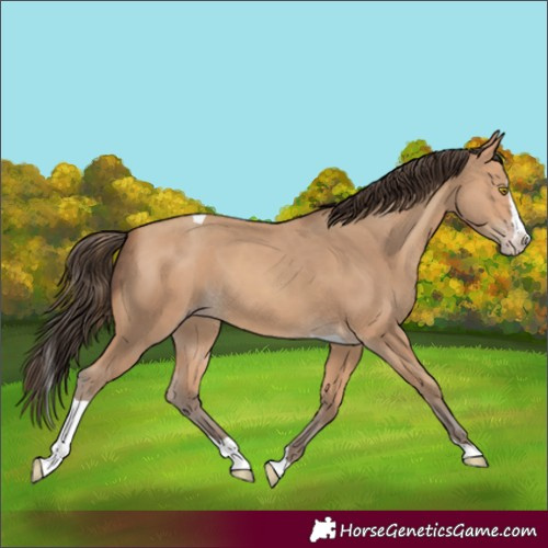 Horse Color:Amber Champagne Splash Tobiano