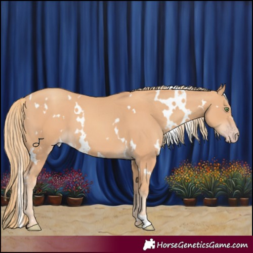 Horse Color:White Spotted Gold Champagne 