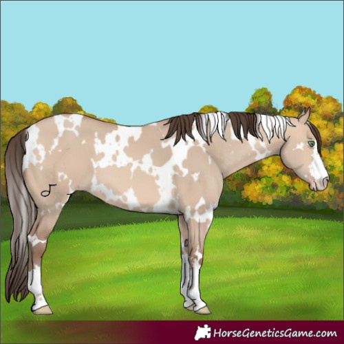 Horse Color:White Spotted Amber Champagne Dun 