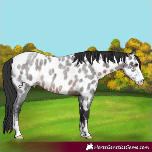 Horse Color:Brown Roan Sabino Appaloosa