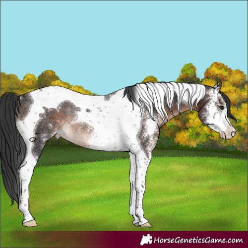 Horse Color:Brown Sabino Tobiano Appaloosa Rabicano 