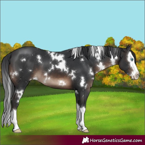 Horse Color:White Spotted Brown Splash