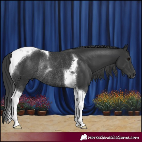 Horse Color:Black Tobiano Rabicano 