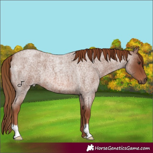 Horse Color:Red Roan 
