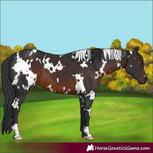 Horse Color:White Spotted Brown 