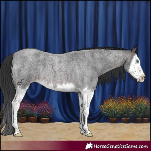 Horse Color:Brown Roan Sabino Splash 
