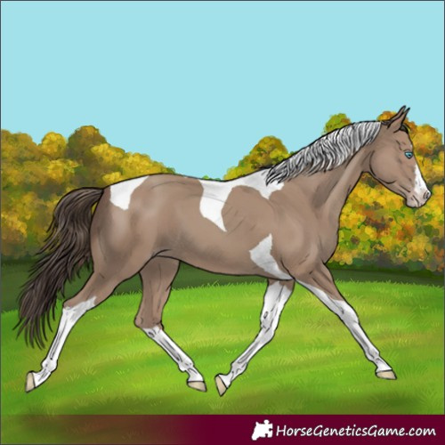 Horse Color:Classic Champagne Splash Tobiano