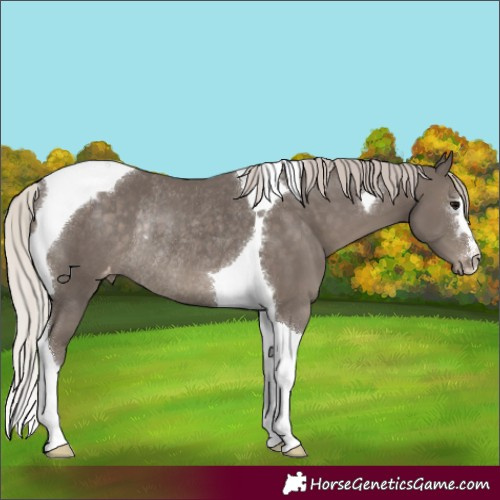 Horse Color:Silver Black Tobiano Appaloosa Rabicano