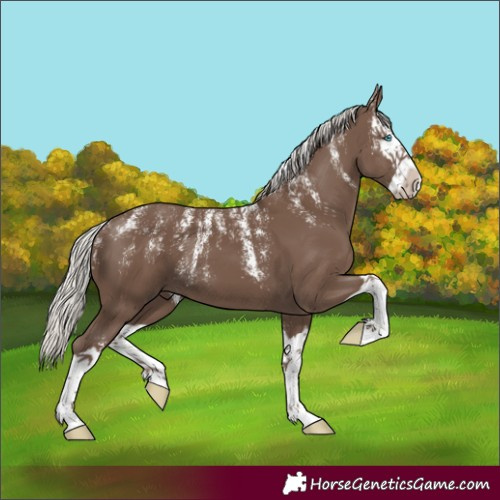 Horse Color:Powder White Silver Black Splash