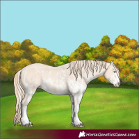 Horse Color:Perlino Sabino and Perlino Sabino Splash
