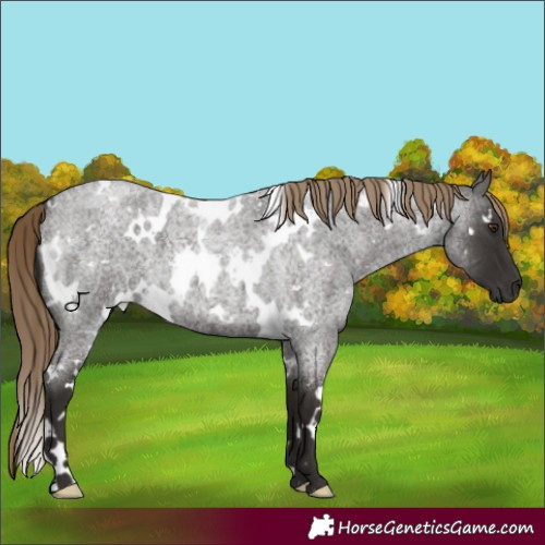 Horse Color:White Spotted Liver Red Roan