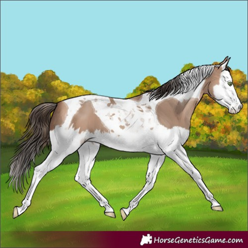 Horse Color:Amber Champagne Splash Tobiano 