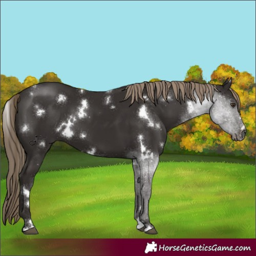 Horse Color:White Spotted Liver Chestnut