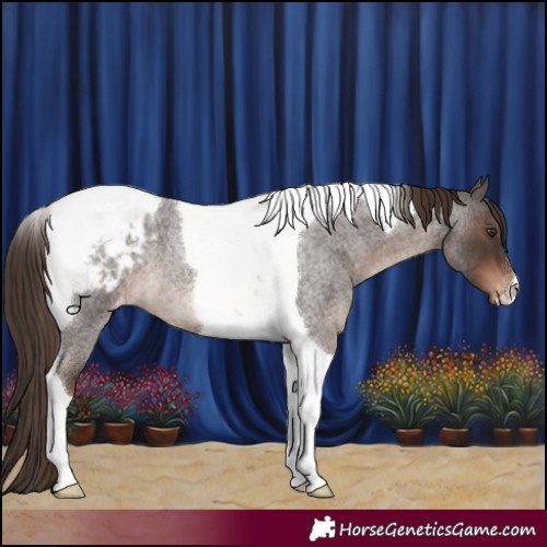 Horse Color:Liver Red Roan Tobiano Appaloosa 