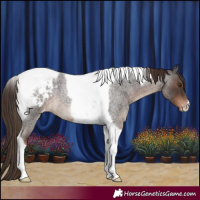 Horse Color:Liver Red Roan Tobiano Appaloosa