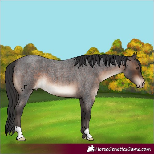 Horse Color:Brown Roan Appaloosa 