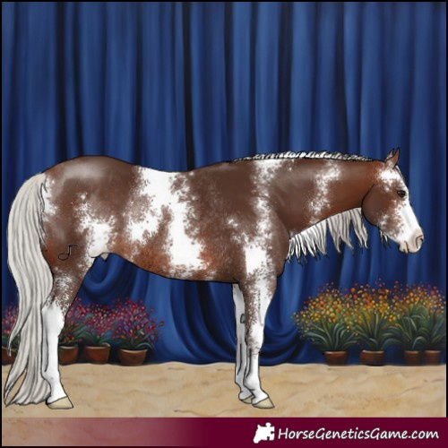 Horse Color:Silver Brown Sabino Rabicano