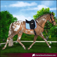 Horse Color:White Spotted Chocolate Palomino Appaloosa 