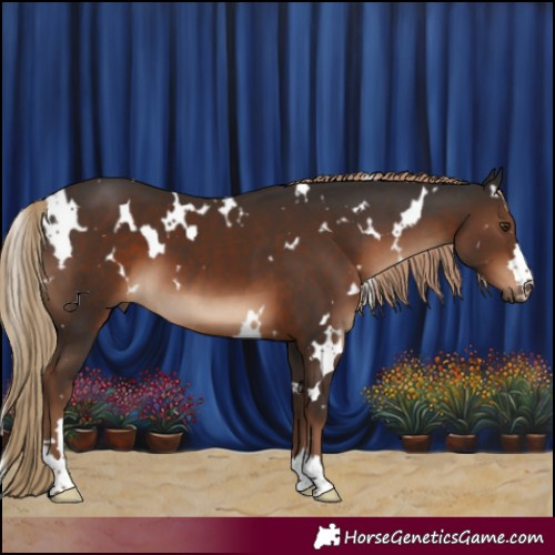 Horse Color:White Spotted Liver Chestnut 
